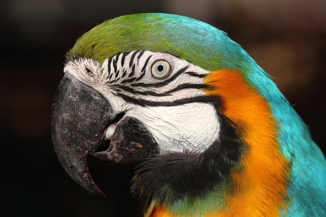 Image - arara canindé lisbon zoo portugal