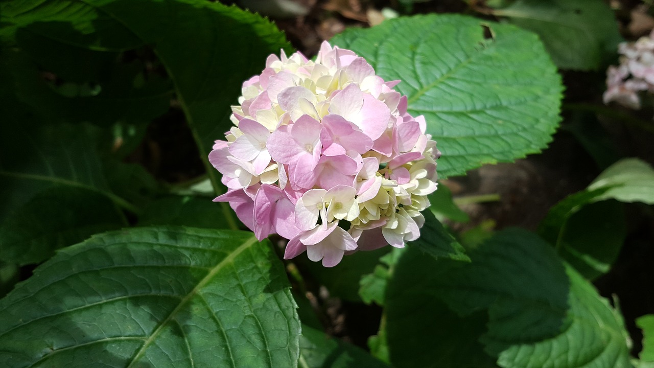 Image - hydrangea pink red plant nature