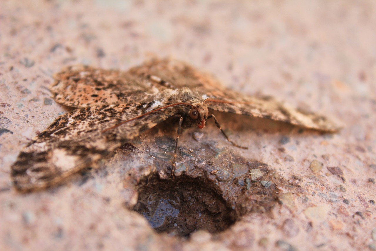 Image - butterfly zoom details