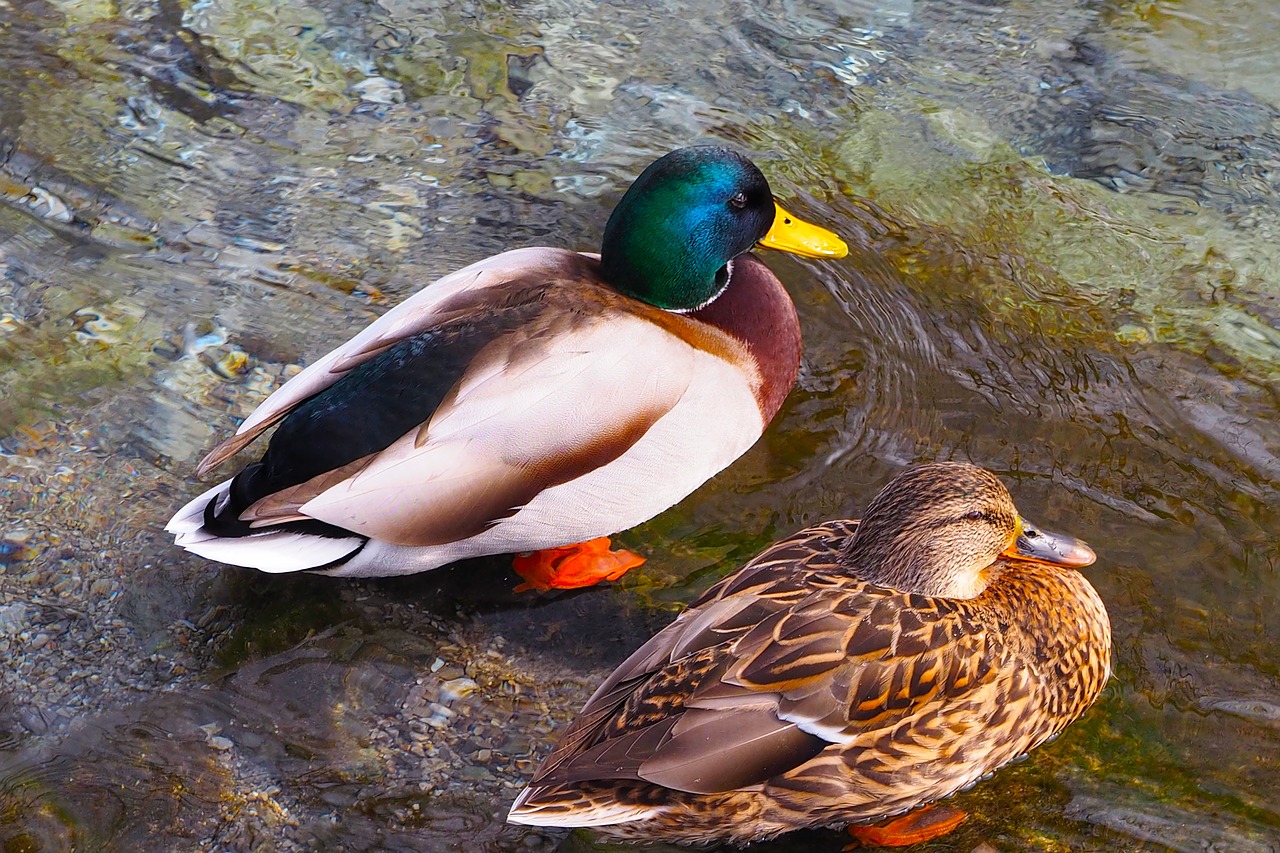 Image - ducks barnacle mallards animals