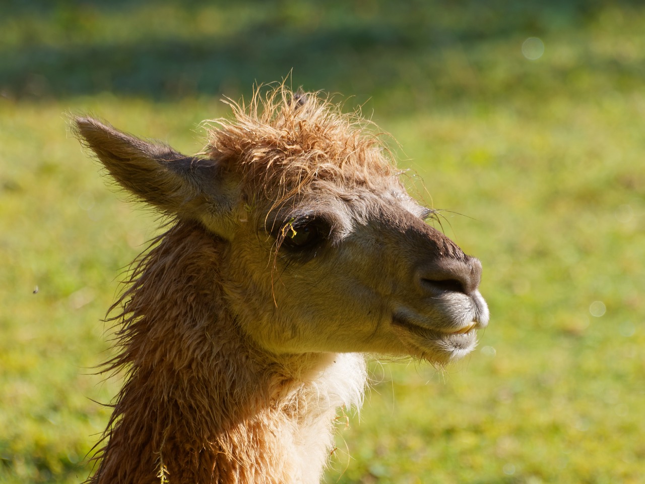 Image - lama animal inca alpaca peru