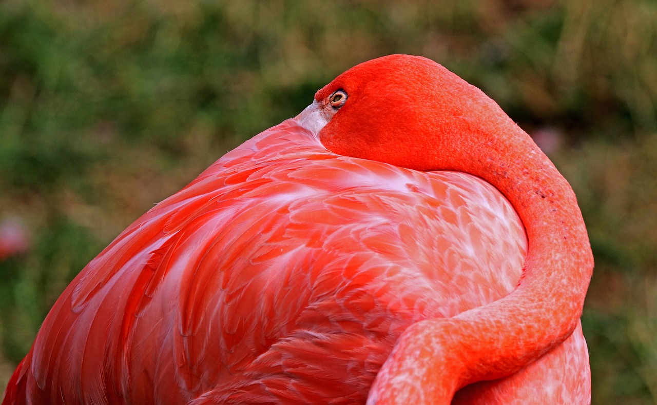 Image - flamingo bird pink flamingo nature