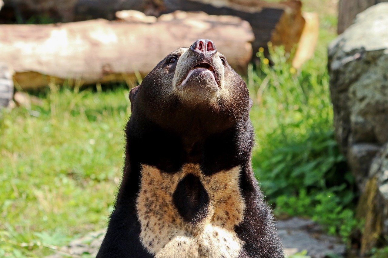 Image - bear malayan sun bear furry mammal