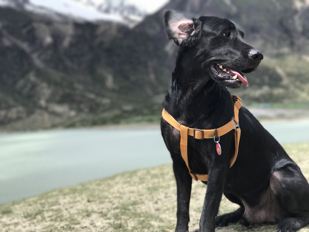 Image - the black dog labrador lakefront