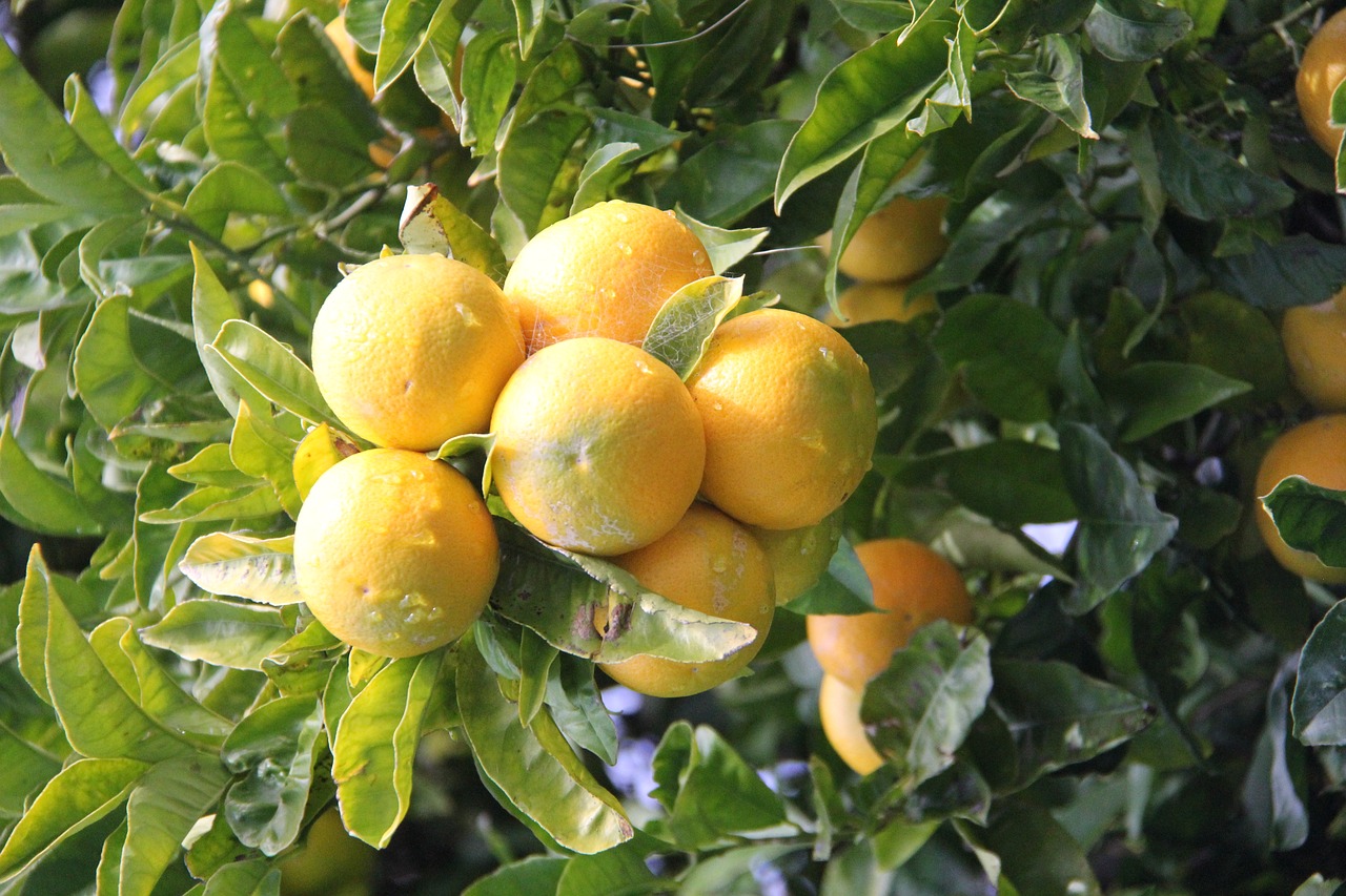 Image - orange tree blenheim new zealand