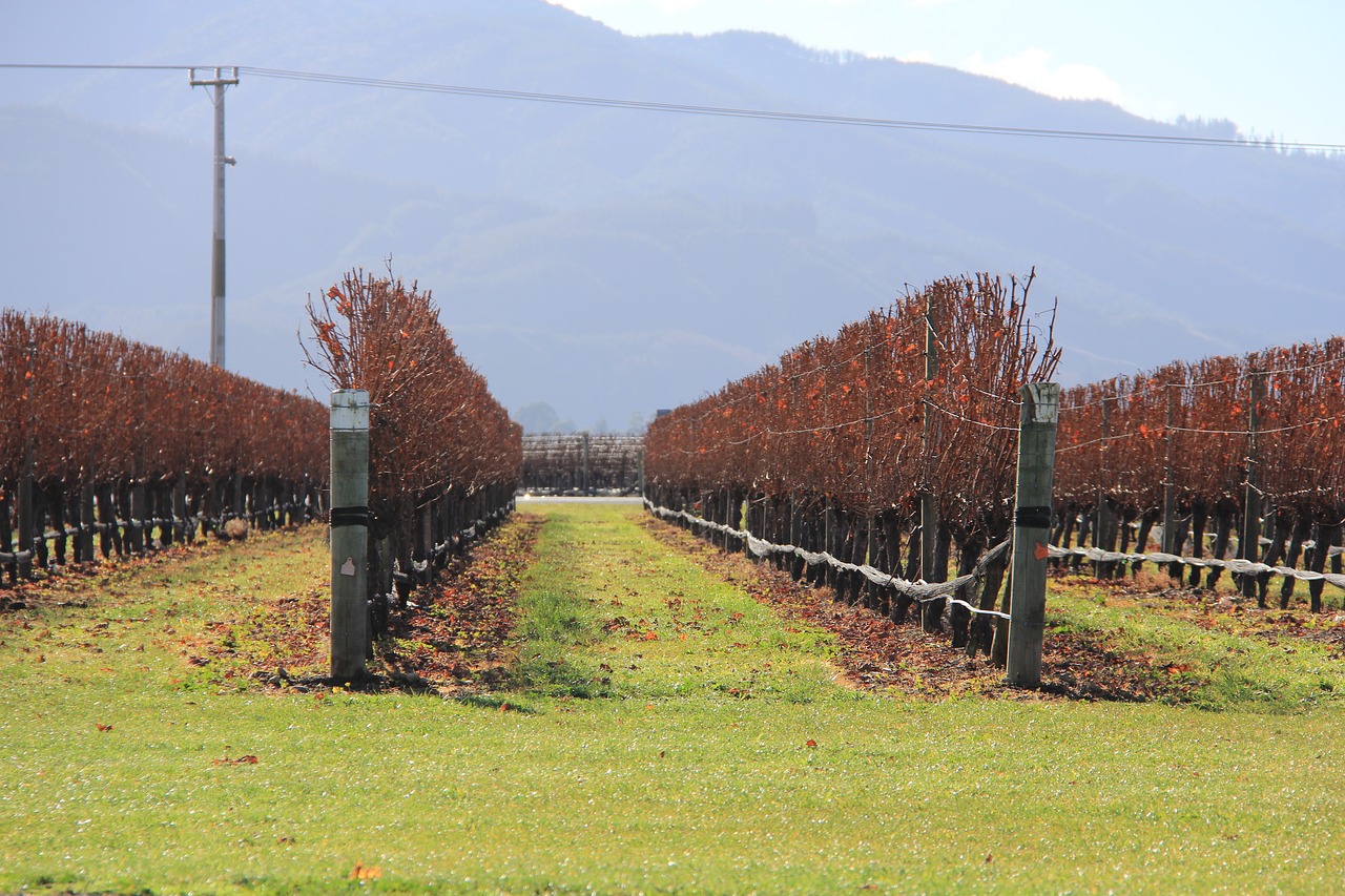 Image - vineyard blenheim new zealand wine