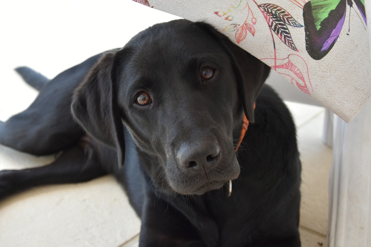Image - labrador dog animal cute canine