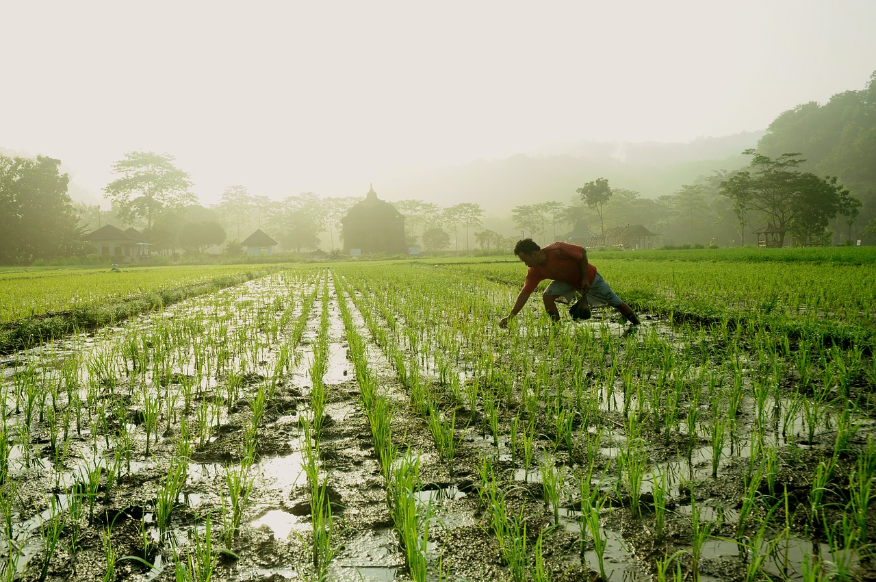 Image - morning sunrise farmer temple