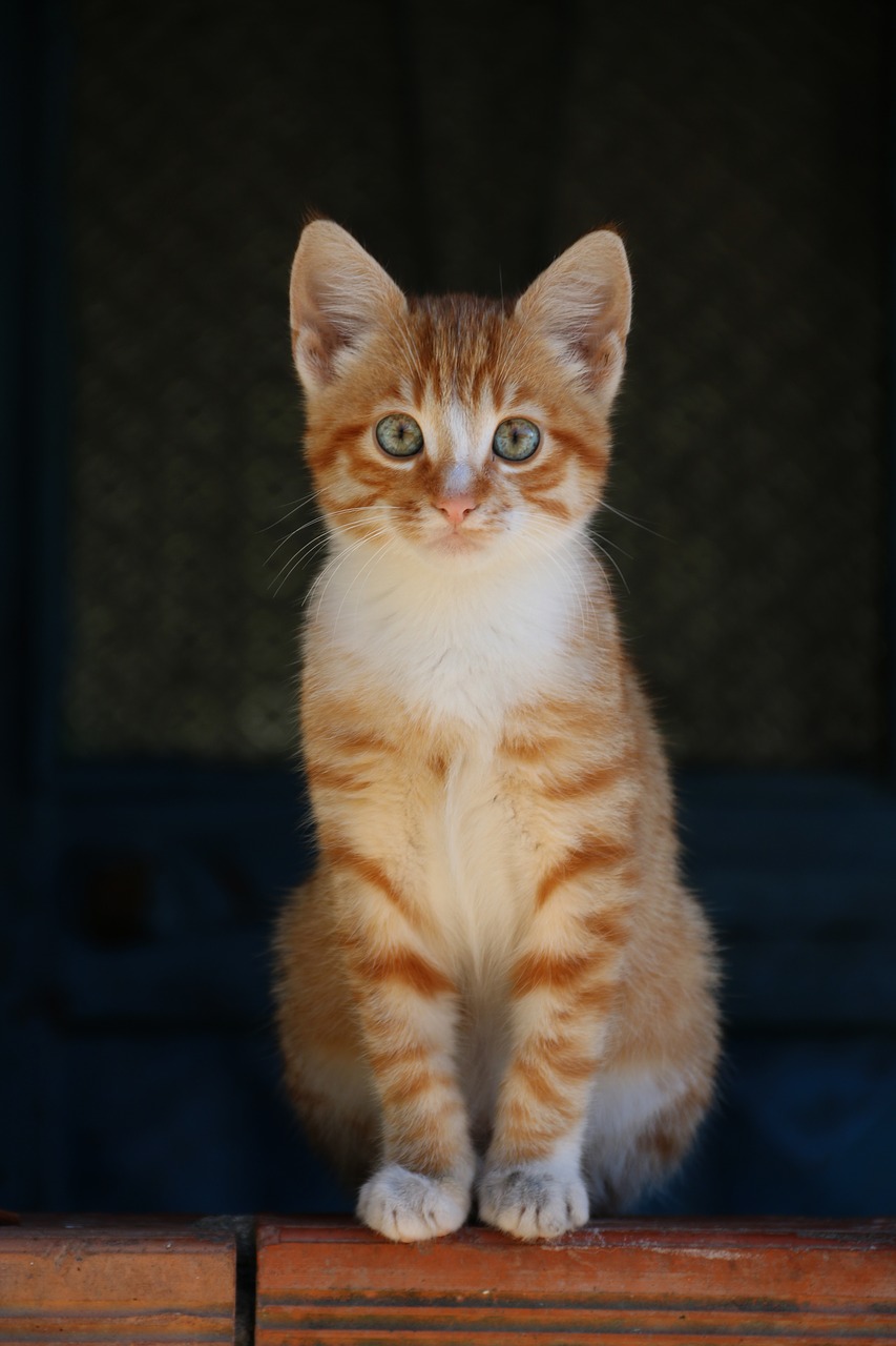Image - cat animal animal portrait close