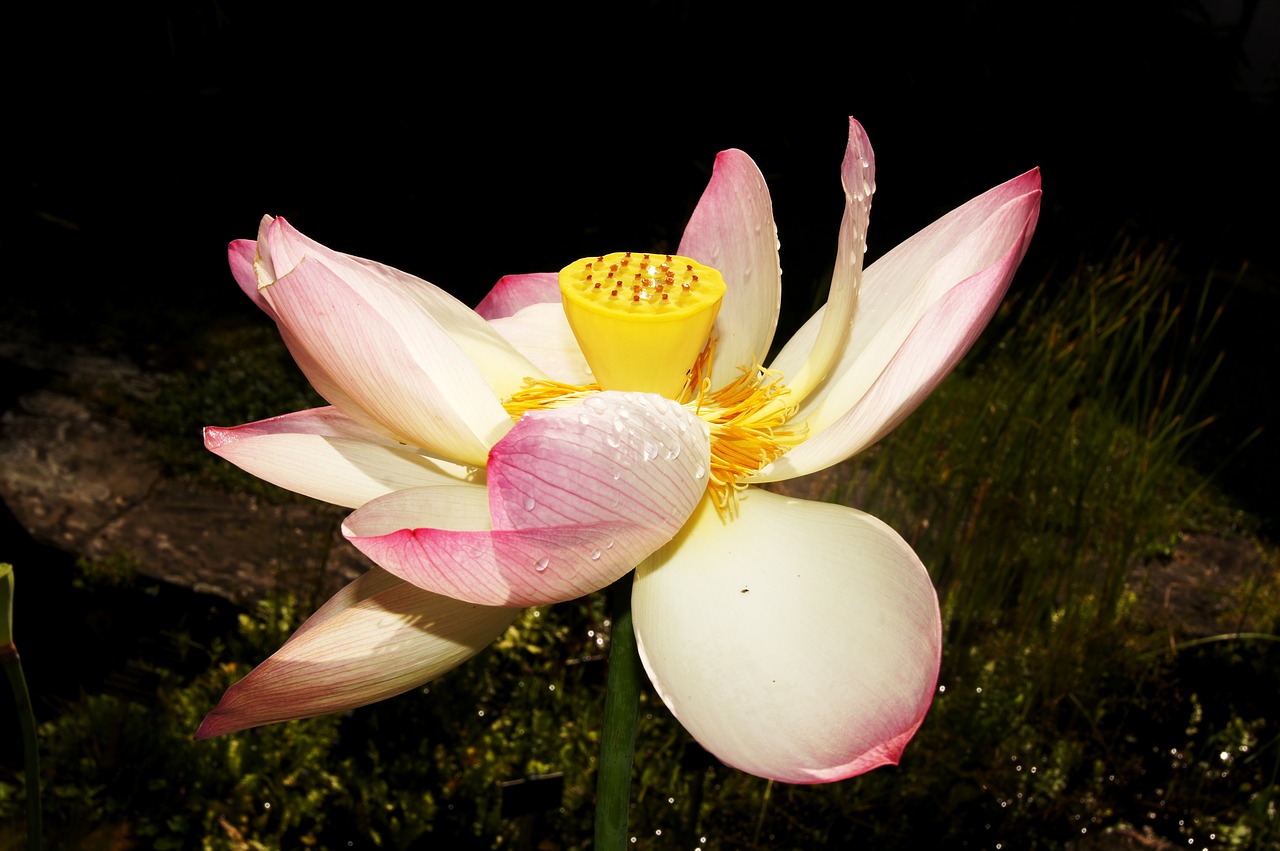 Image - lotus chiaroscuro aquatic flower