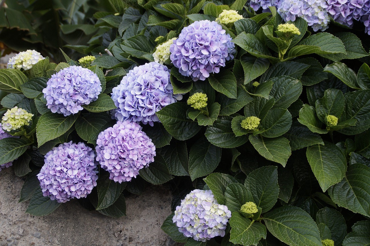 Image - snow ball plant purple blossom