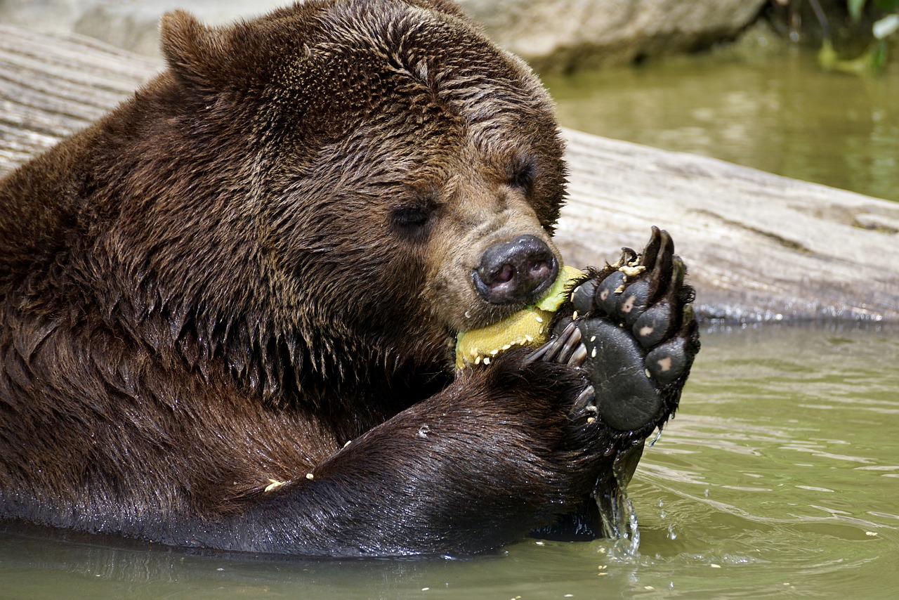 Image - bear brown bear animals nature zoo