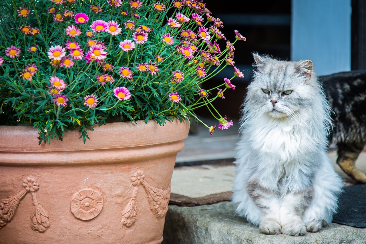 Image - cat persian cat pet breed cat