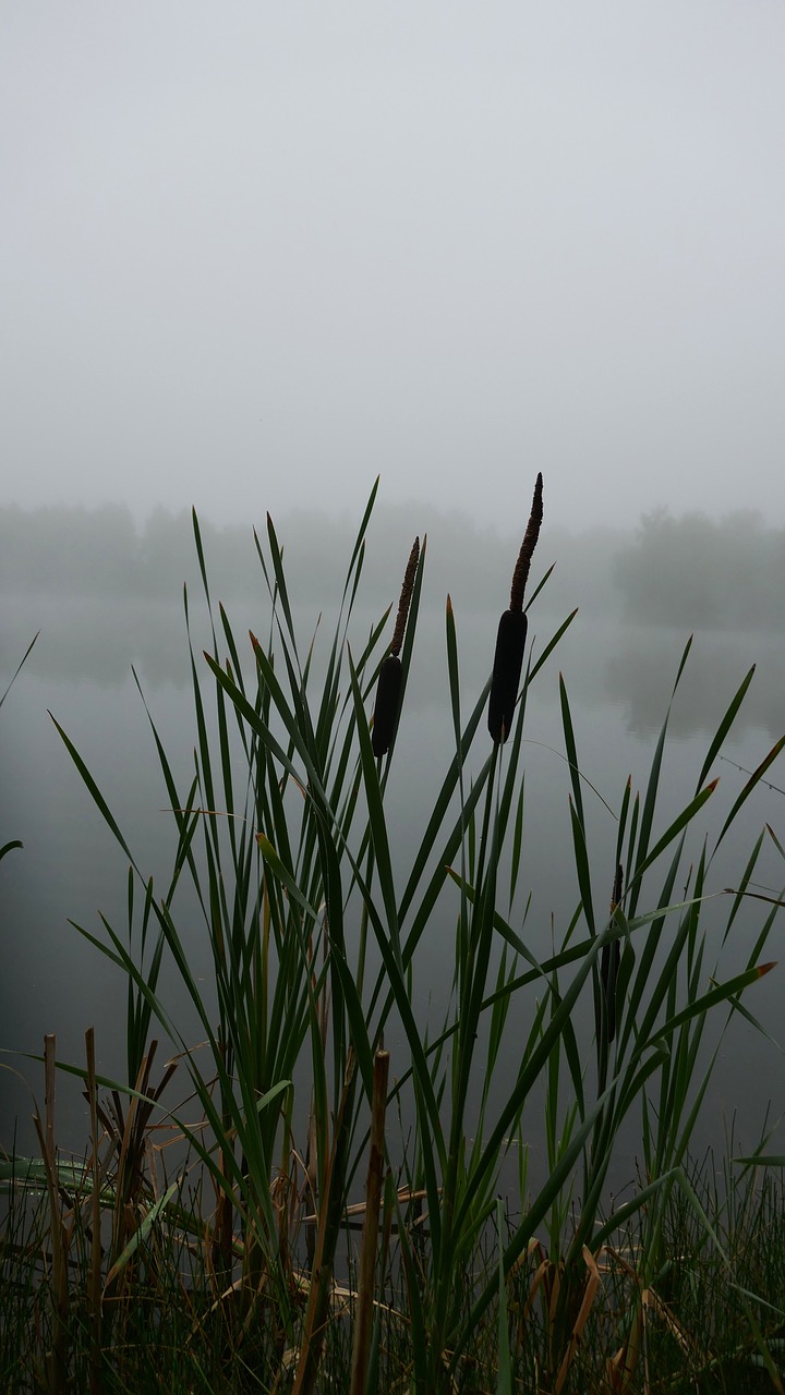 Image - mood fog morning hour water lake