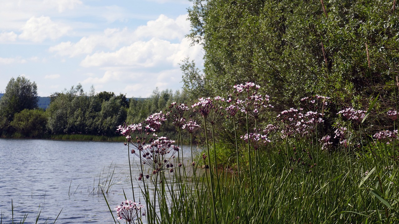 Image - mood water lake pond reed bank