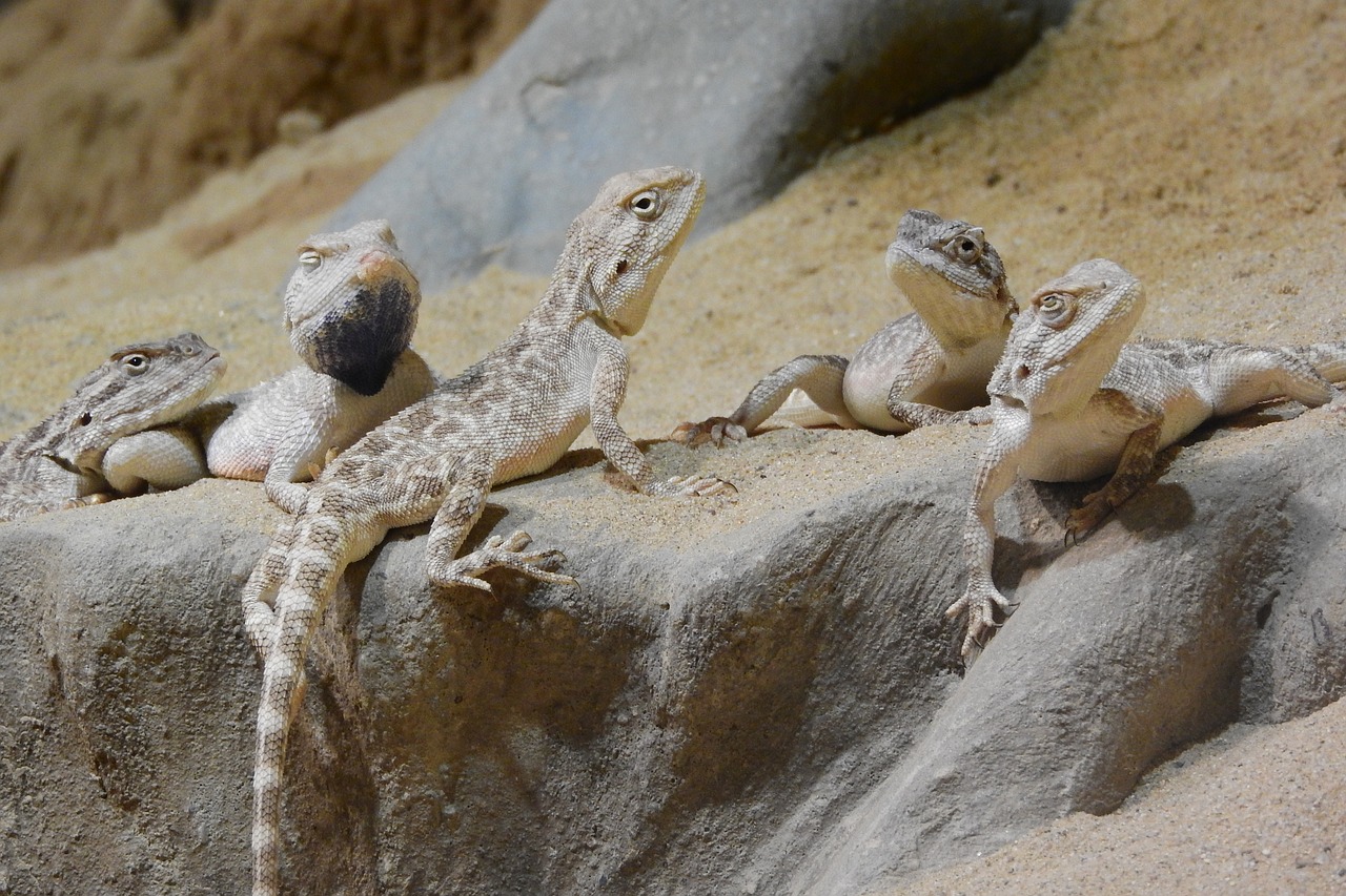 Image - agama steppe trapelus sanguinolentus