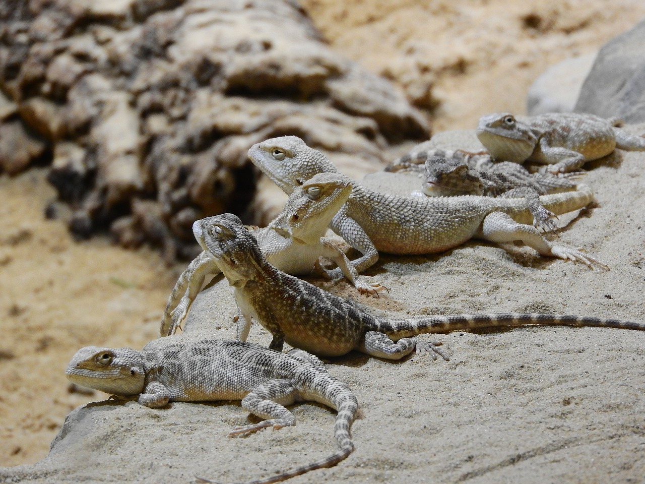 Image - agama steppe trapelus sanguinolentus