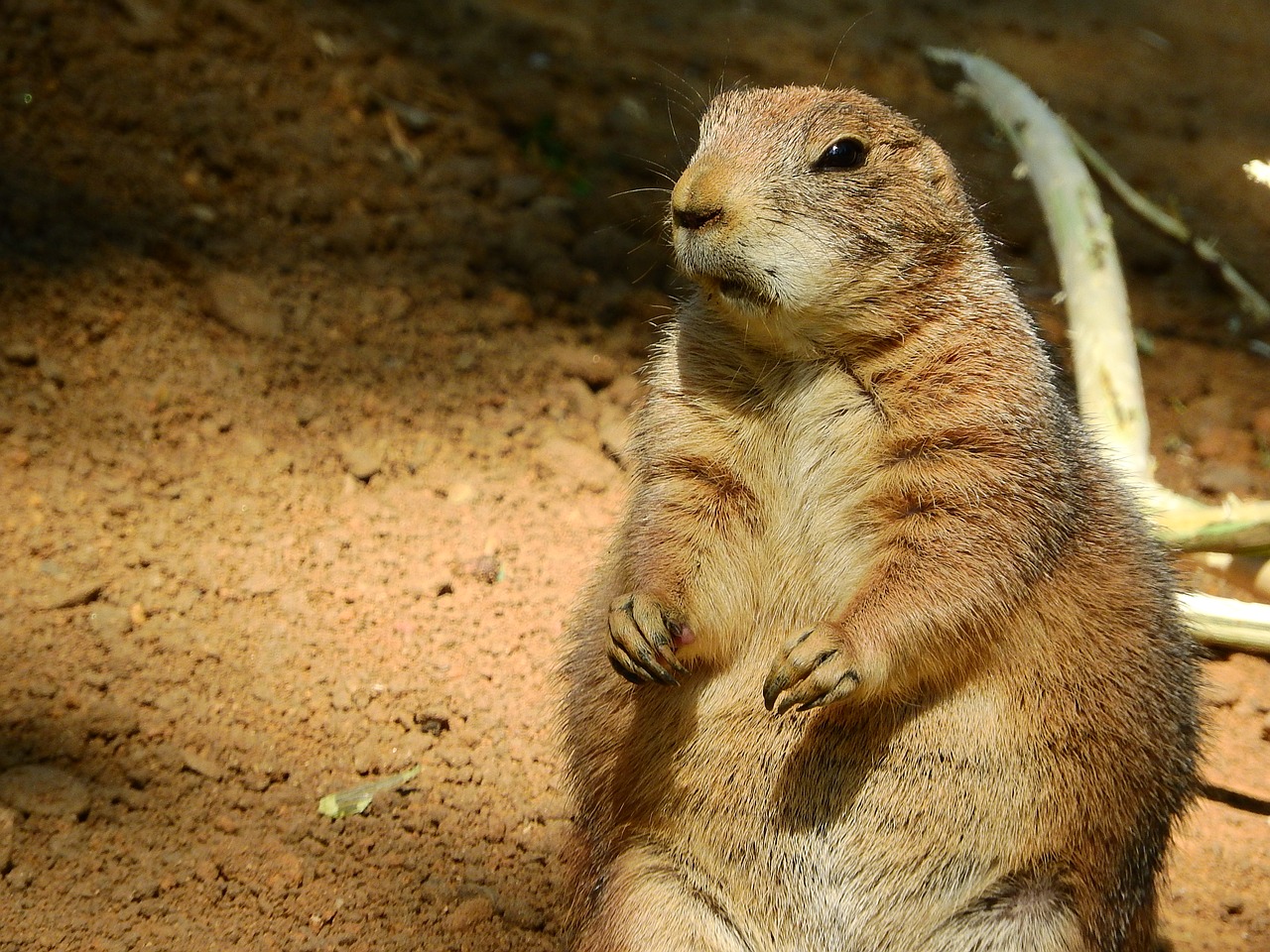 Image - black tailed prairie dog