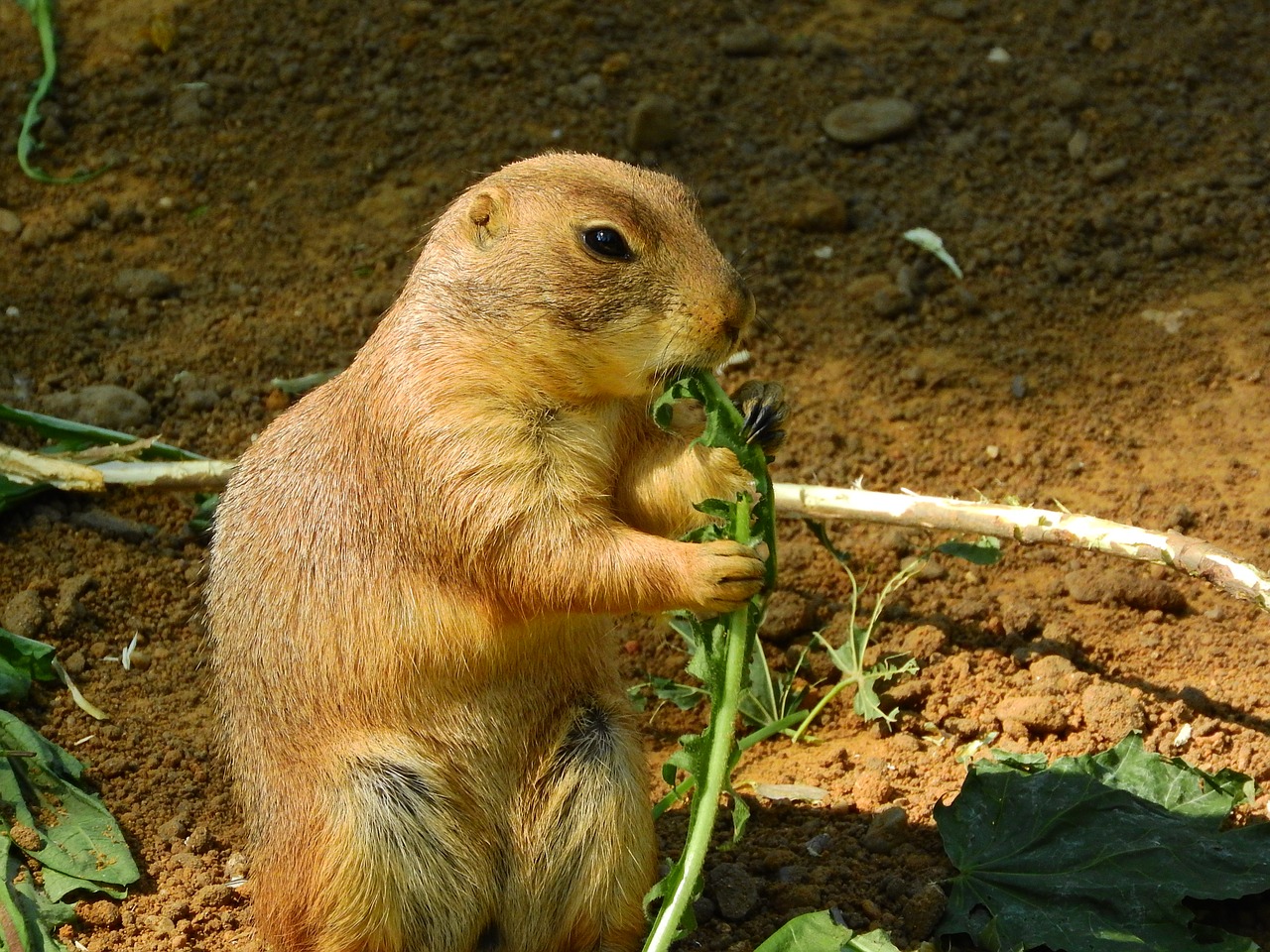 Image - black tailed prairie dog