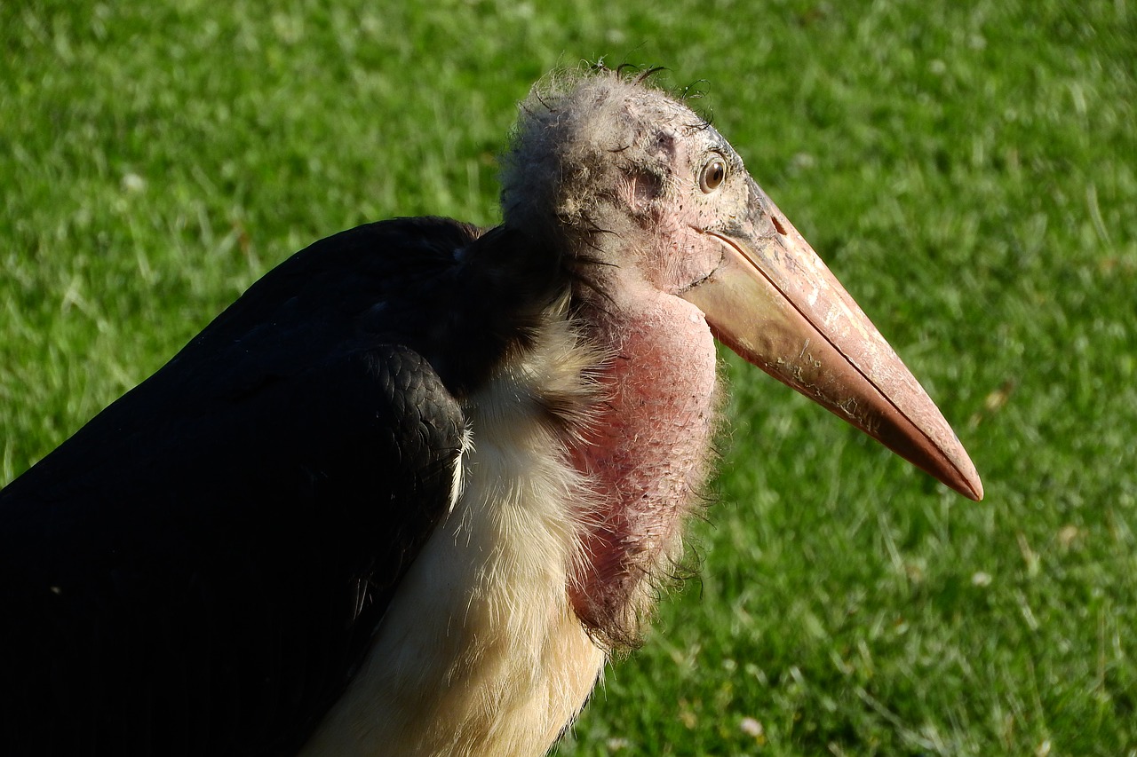 Image - marabou leptoptilos crumenifer stork