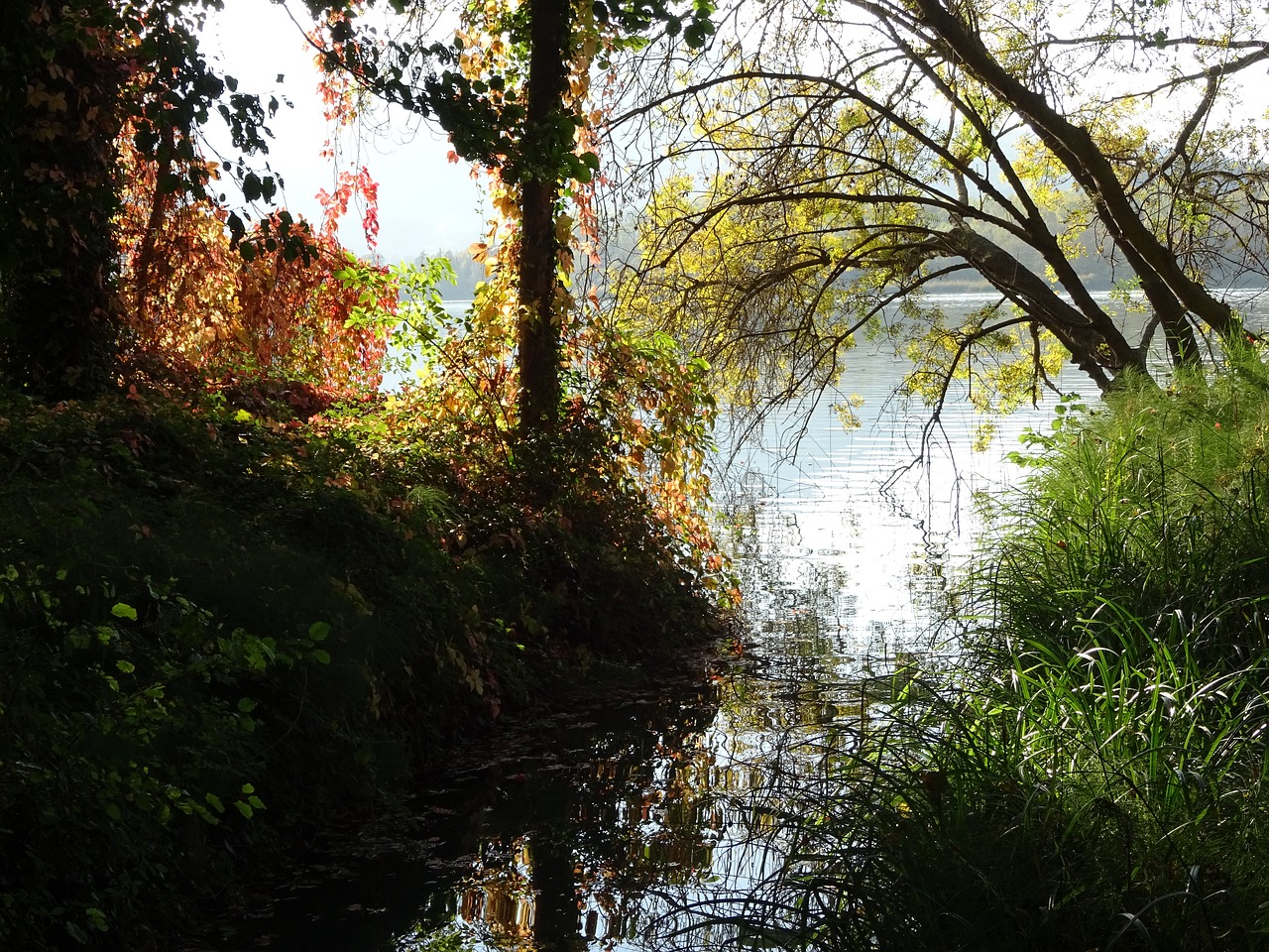 Image - lake bañolas banyoles trees nature