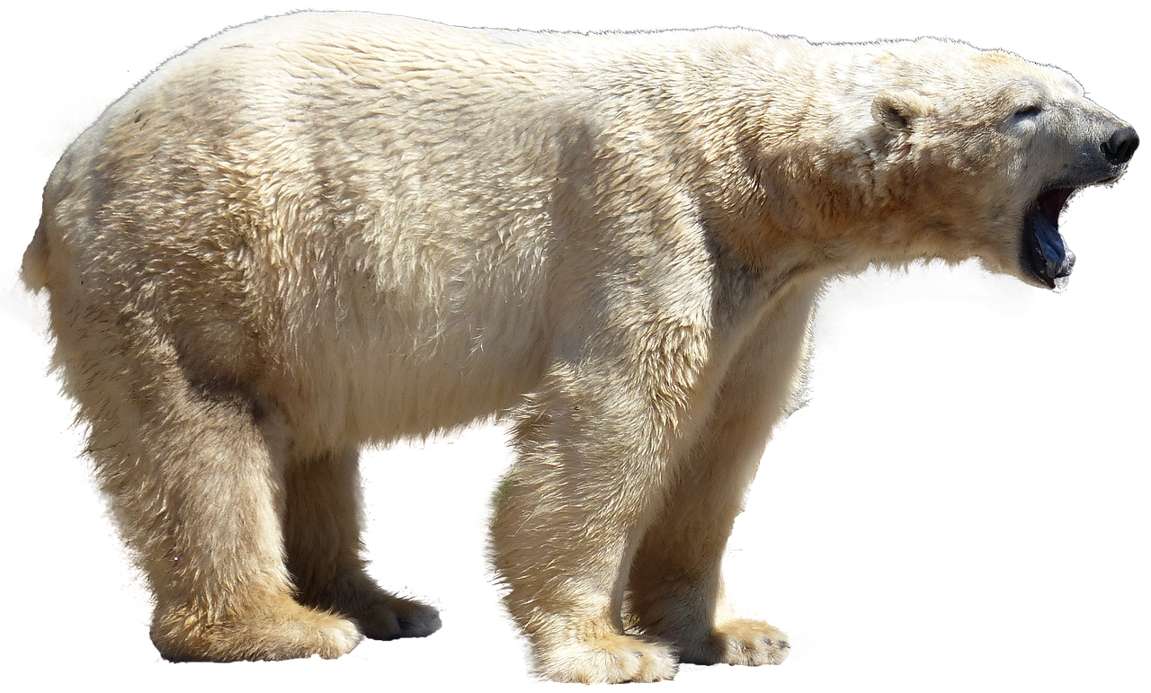 Image - polar bear isolated predator animal