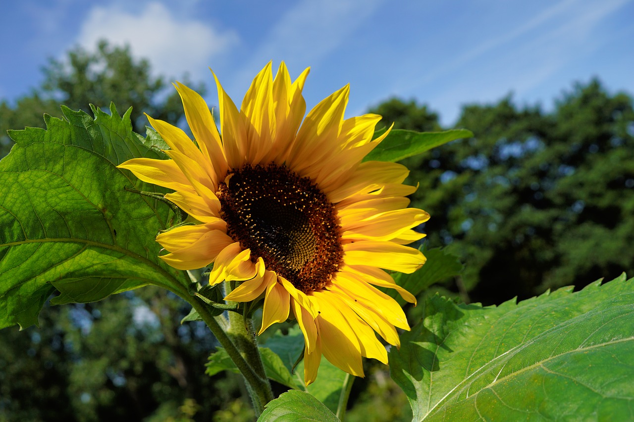 Image - garden flower sun flower blossom