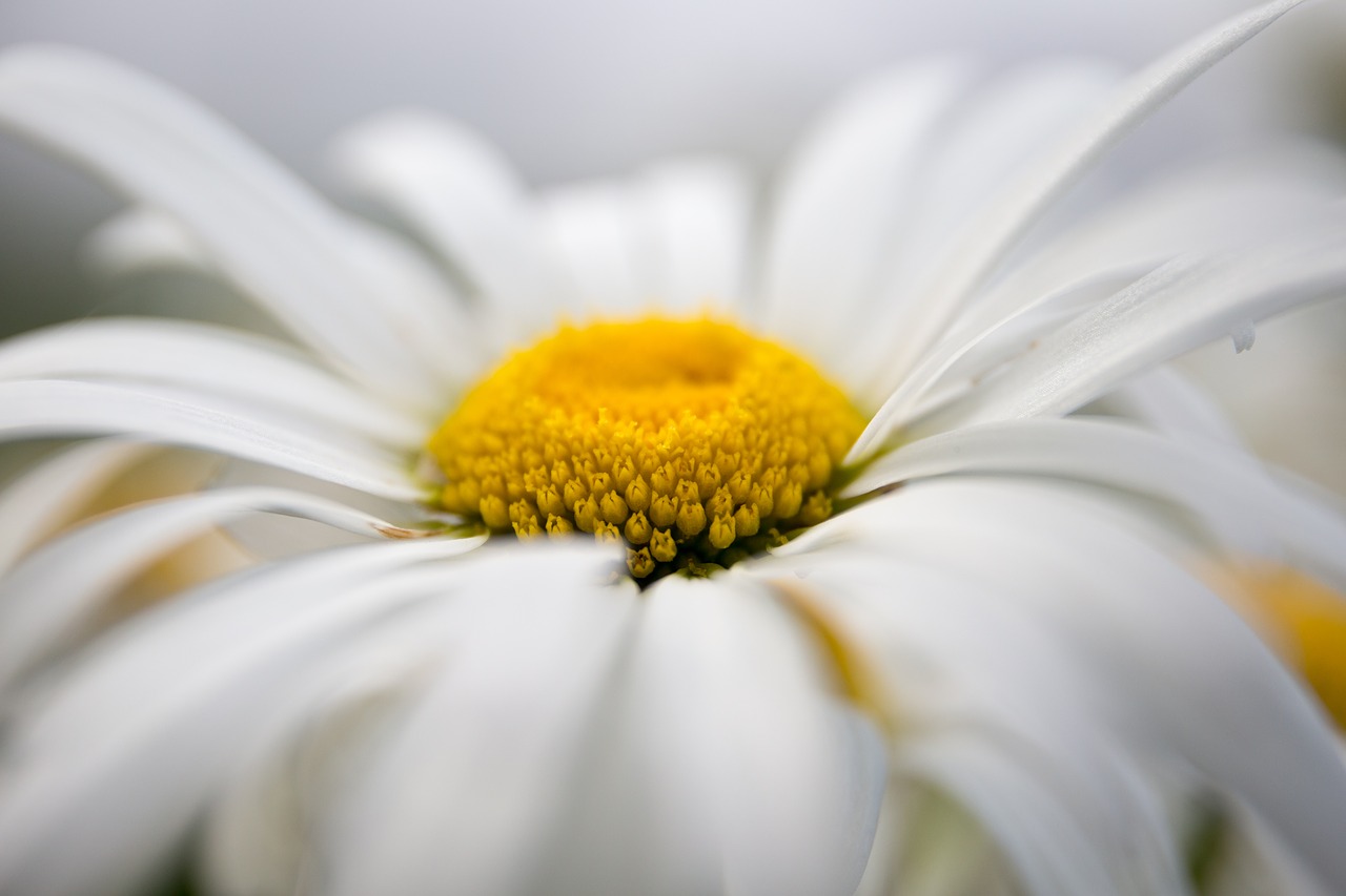 Image - daisy flowers chamomile