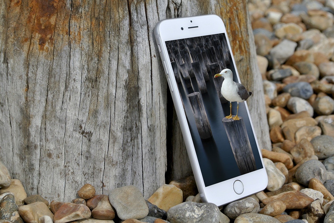 Image - smartphone seagull composing bird