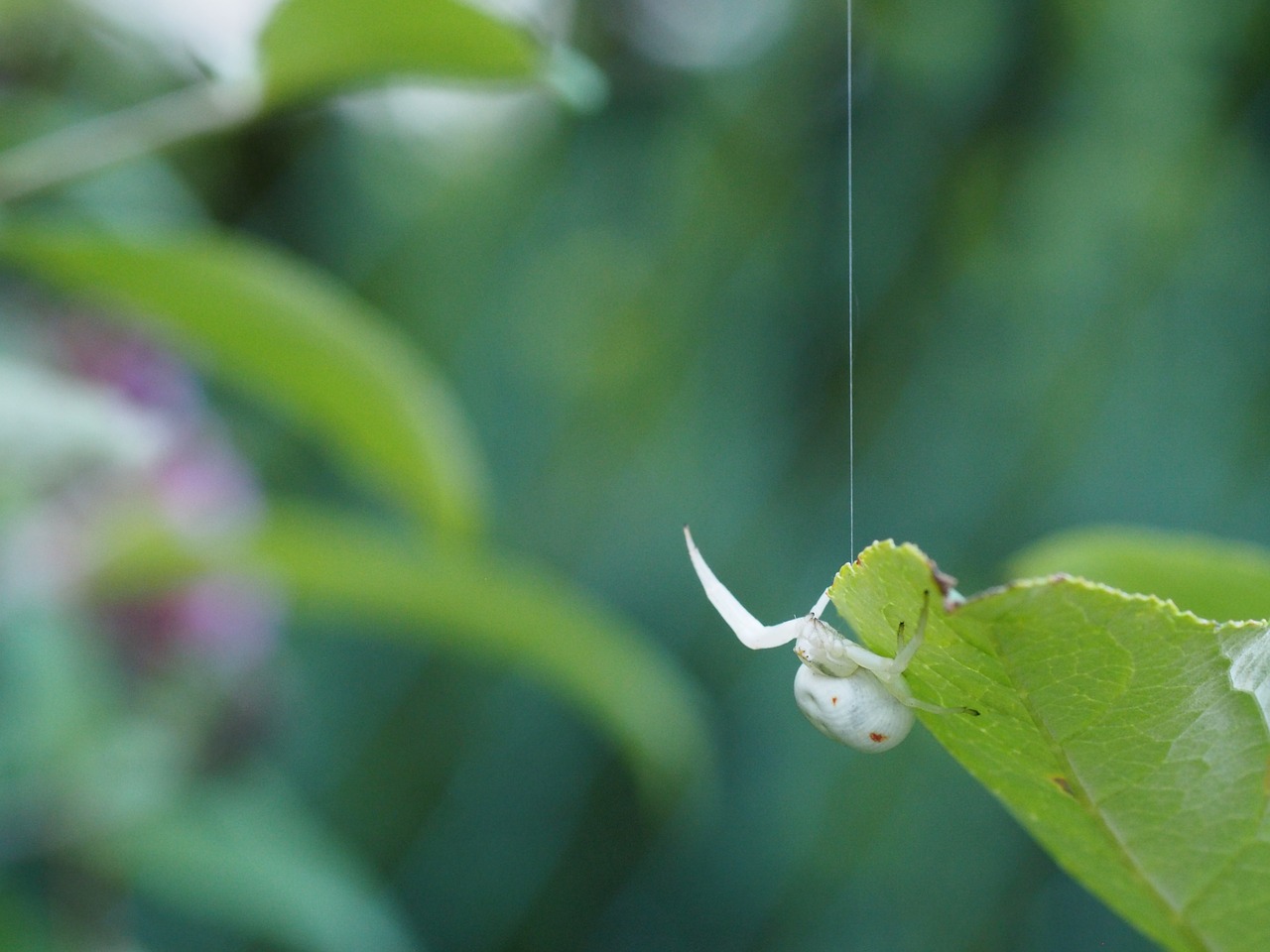 Image - white spider white insect arachnid