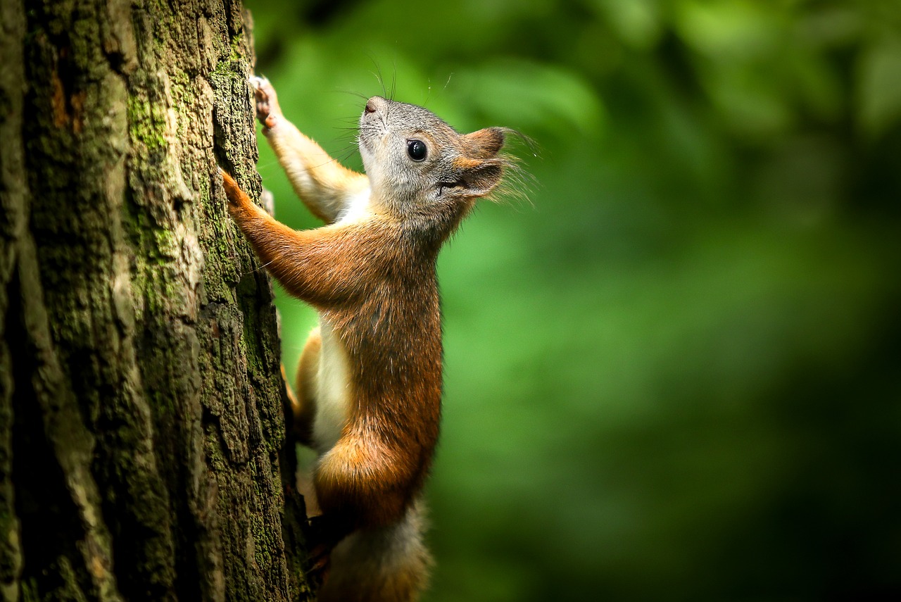 Image - squirrel forest rodent tree park