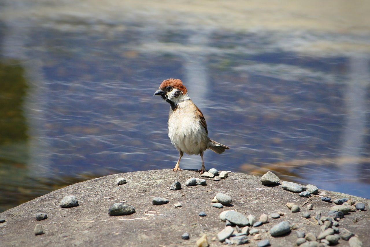 Image - animal little bird sparrow