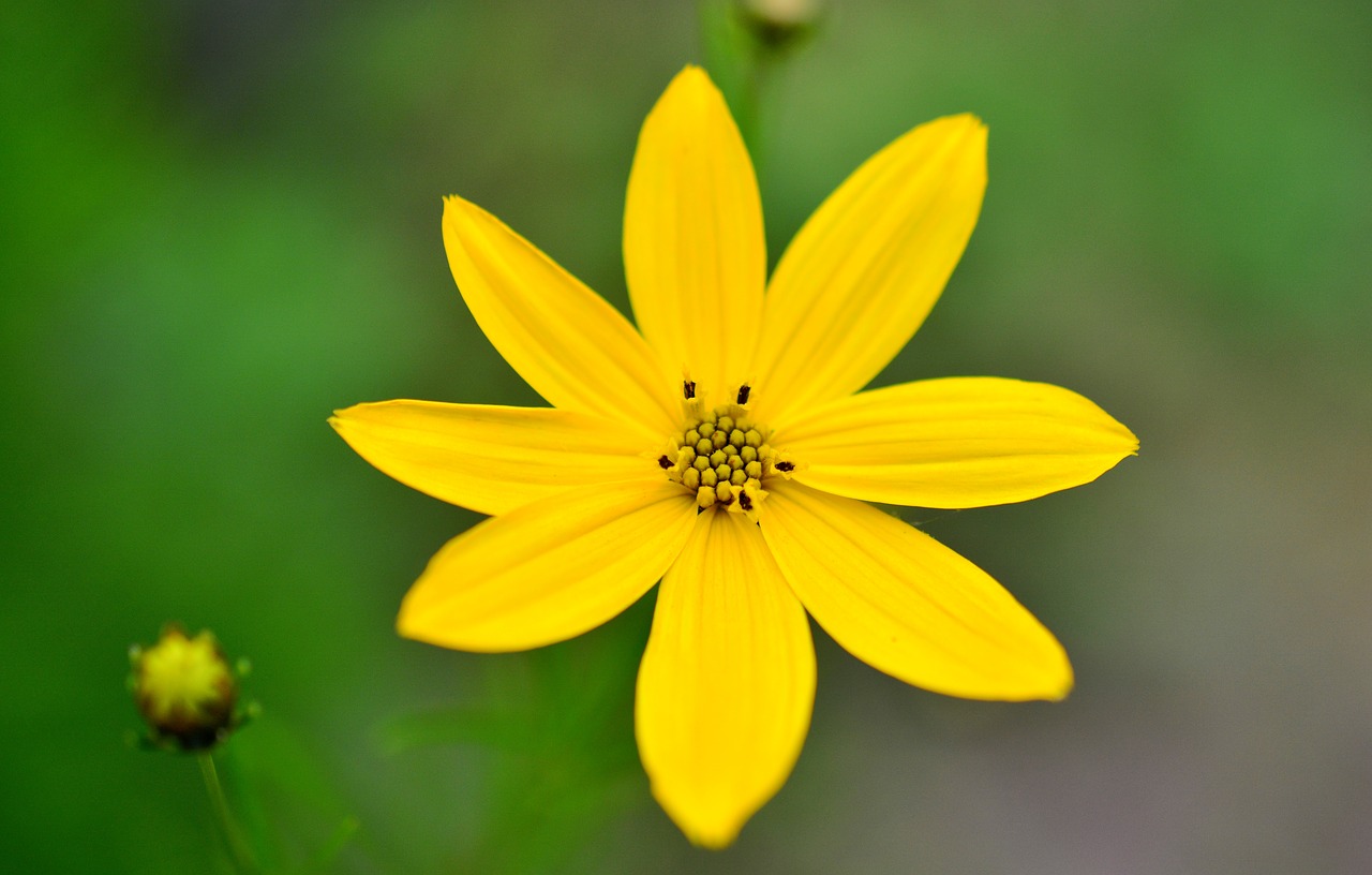 Image - mädchenauge coreopsis verticillata