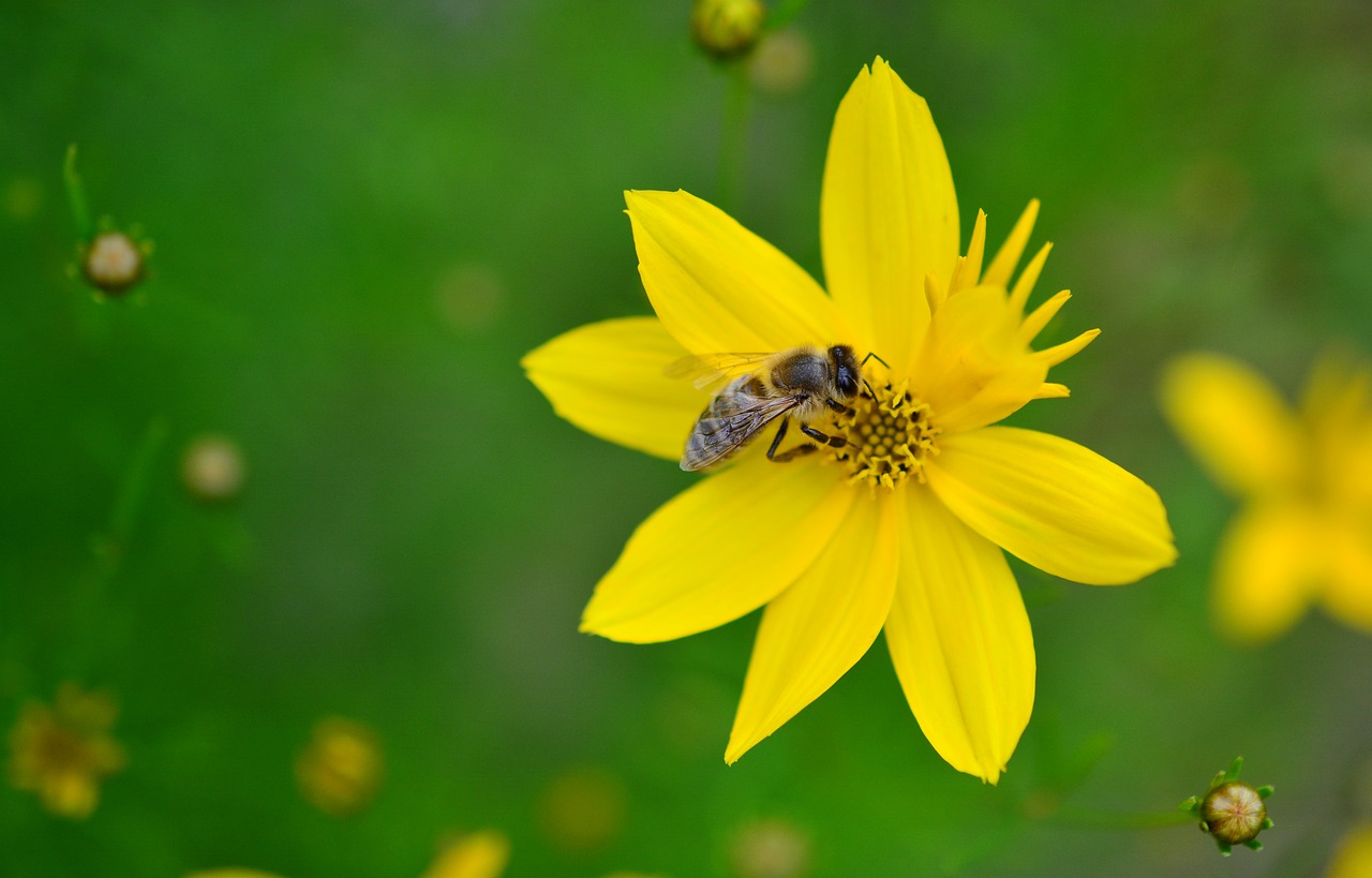 Image - mädchenauge coreopsis verticillata