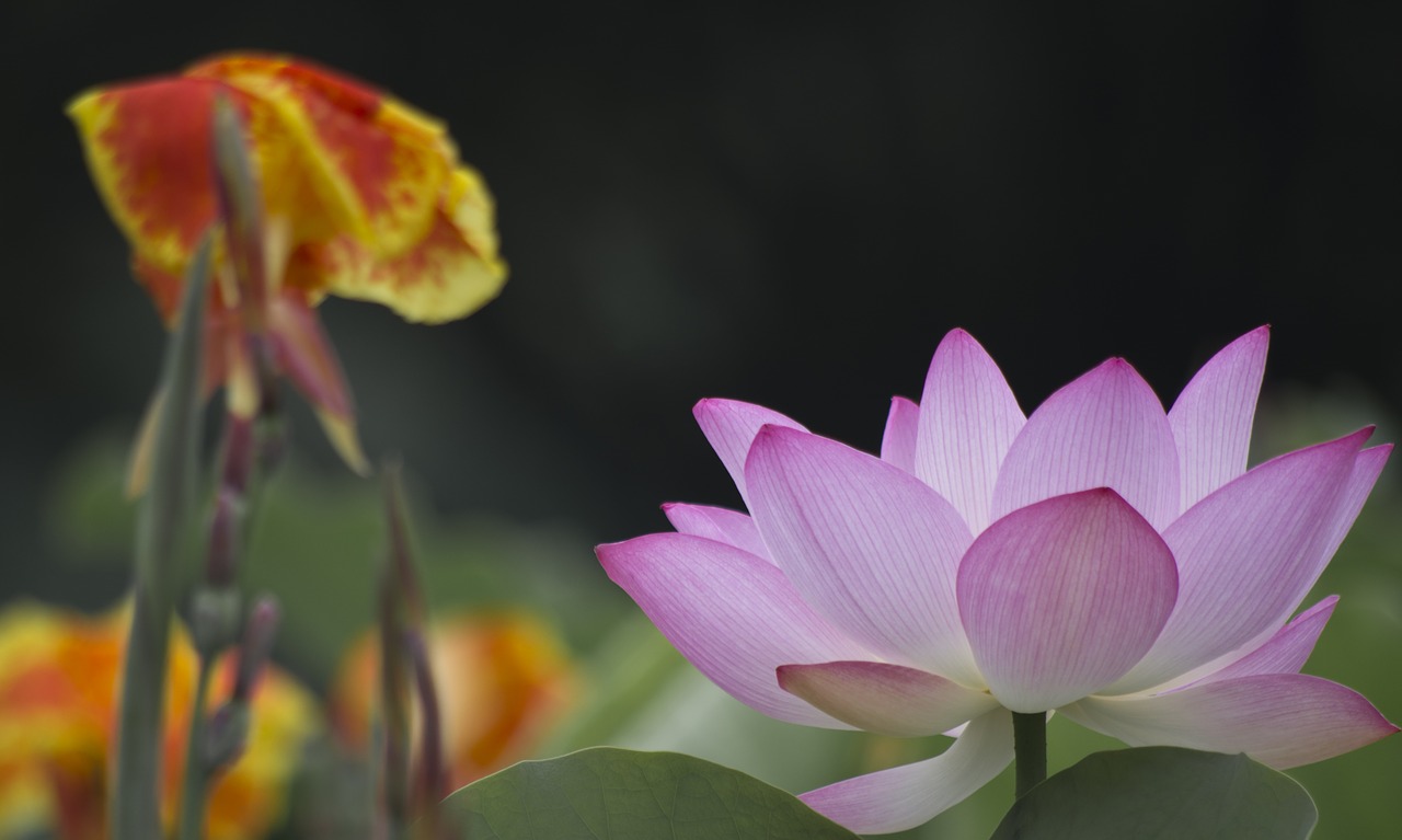 Image - lotus good nice