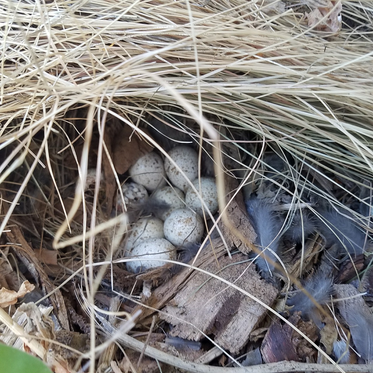 Image - quail eggs quail california quail