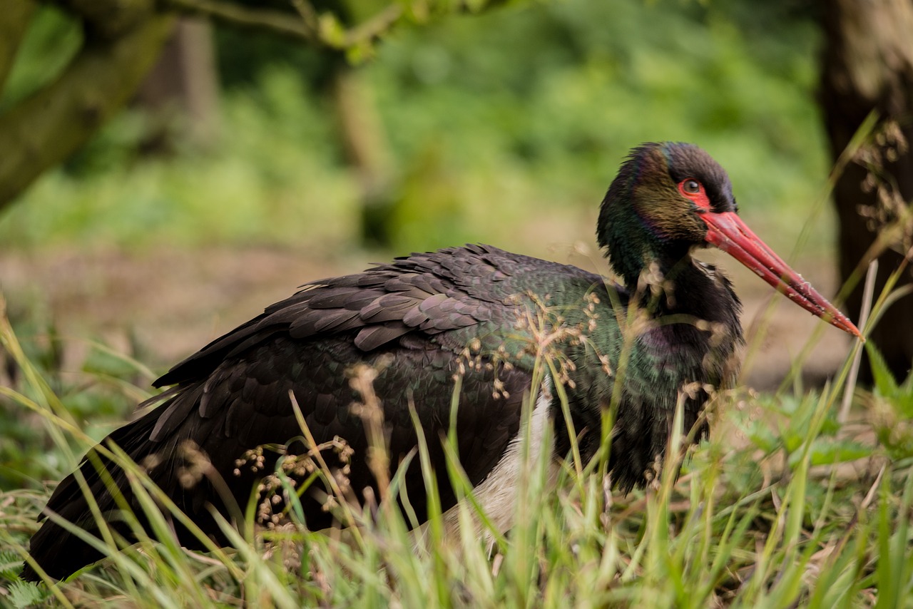 Image - black stork bird rarely nature