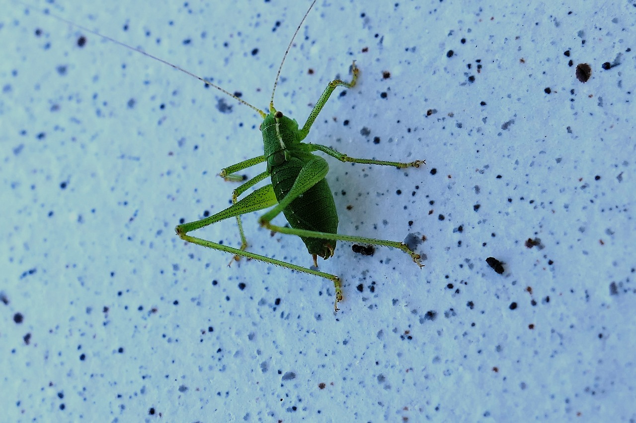 Image - grasshopper grille insect green