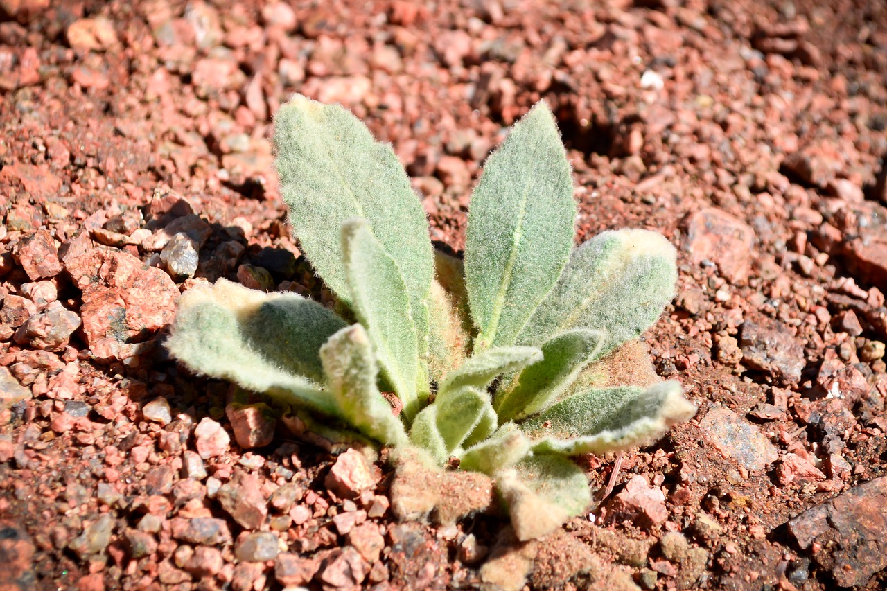 Image - plant colorado nature green