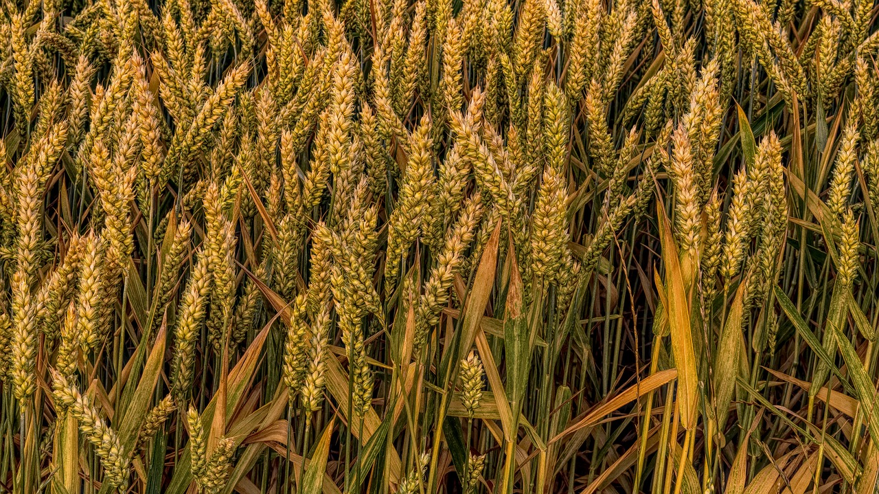 Image - wheat grain field cereals spike