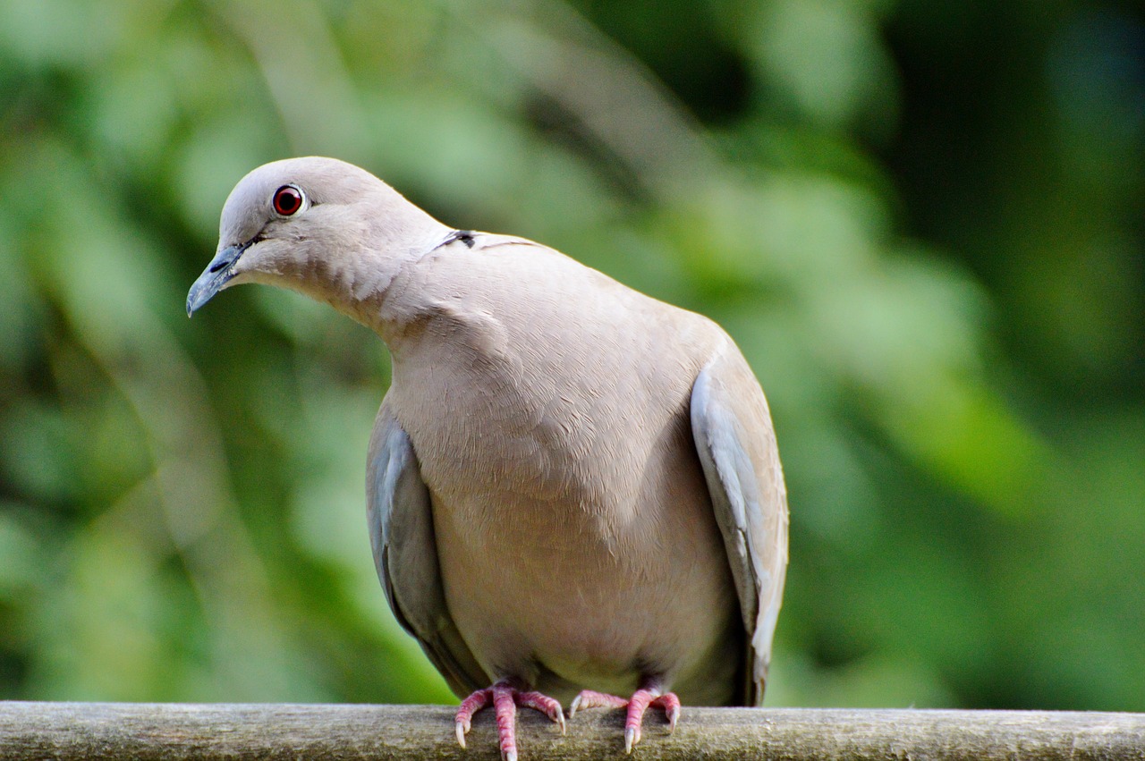 Image - dove collared bird city pigeon