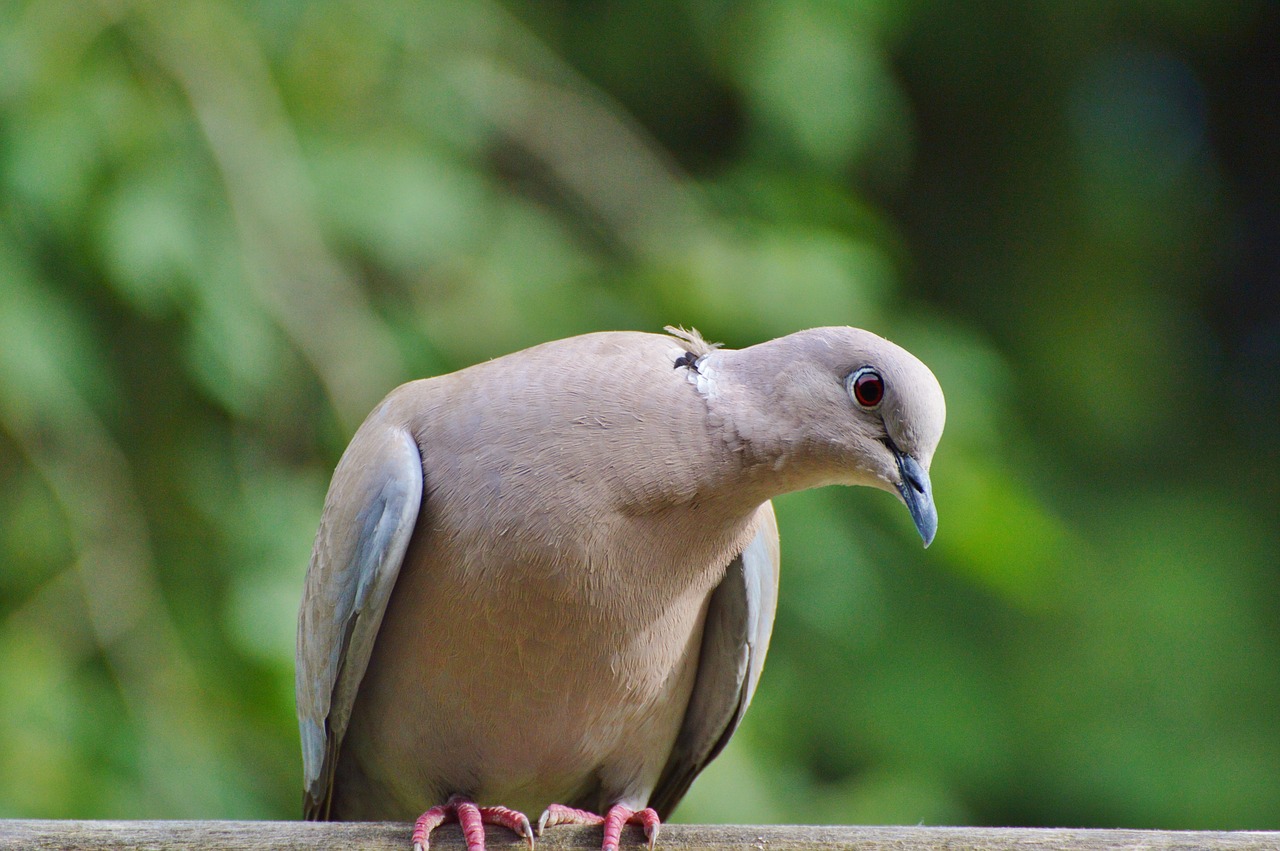 Image - dove collared bird city pigeon