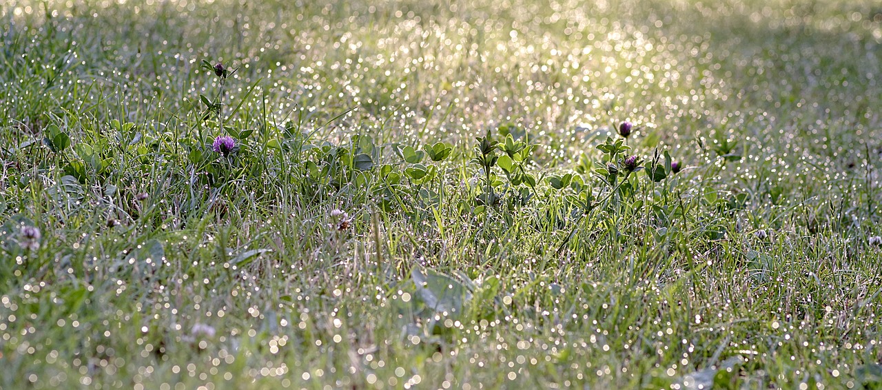 Image - grass rosa bliki drops morning