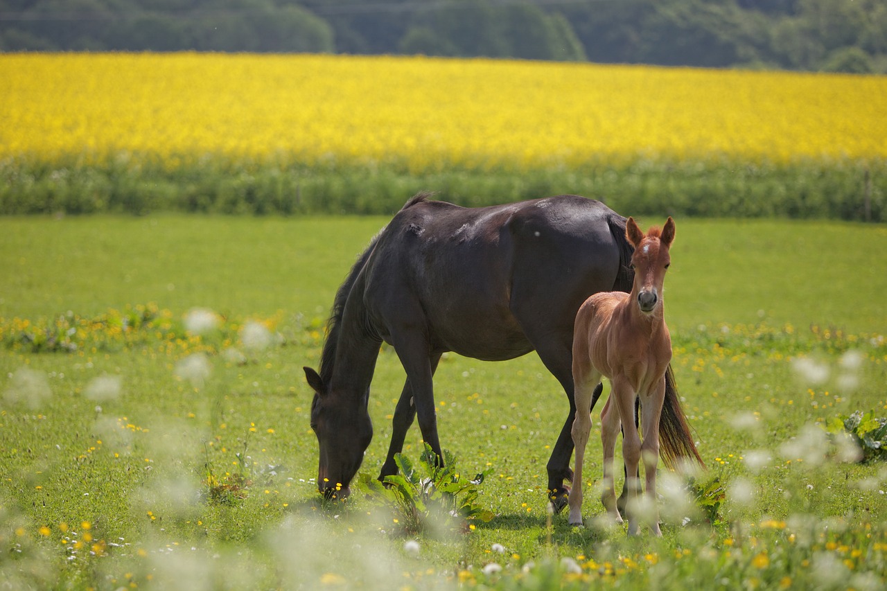 Image - horse foal mark sunshine natural