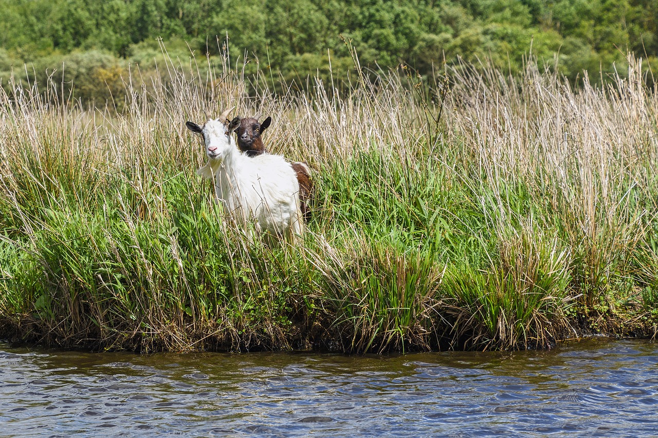 Image - goat two biquette marsh water