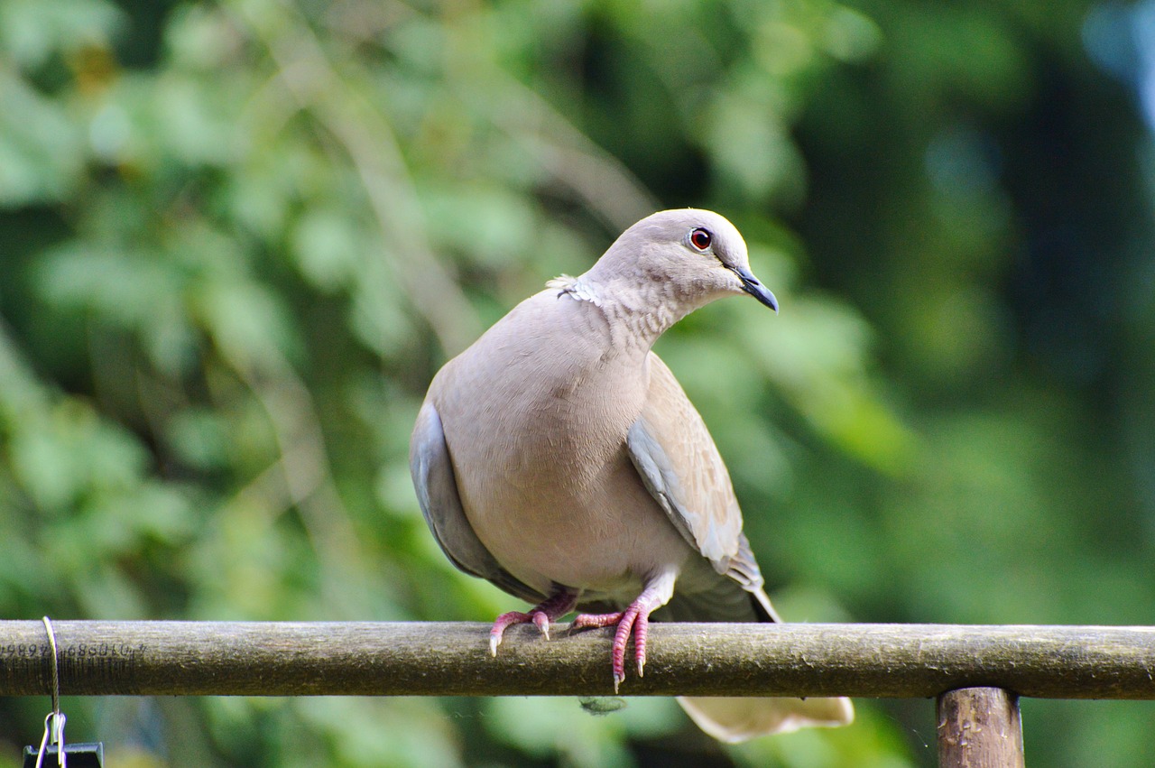 Image - dove bird street deaf city pigeon