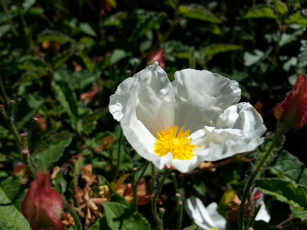 Image - flower white delicate pure bloom