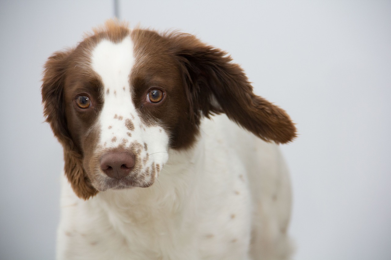 Image - dog springer spaniel animal pet