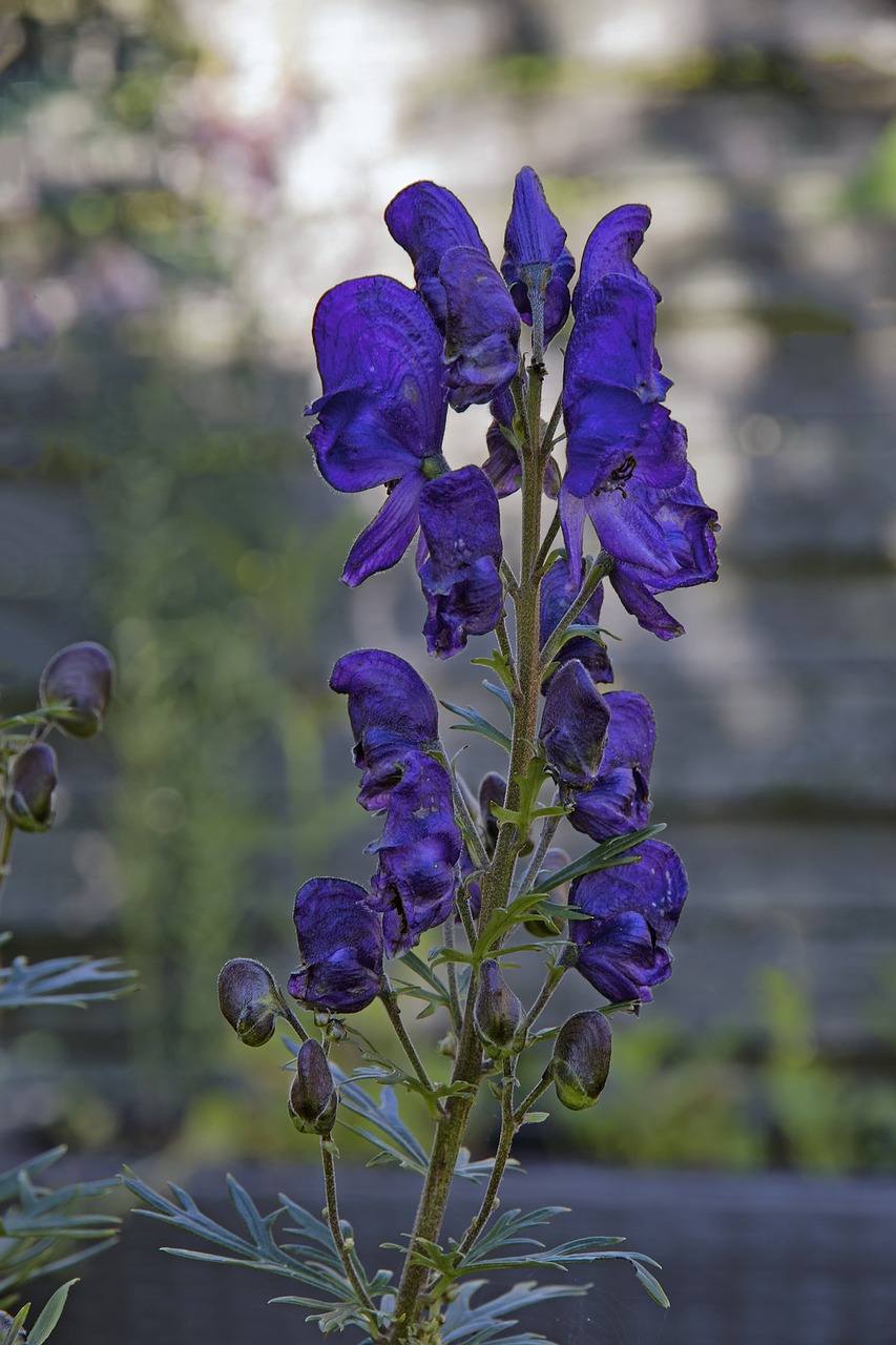 Image - monkshood blue dark purple purple