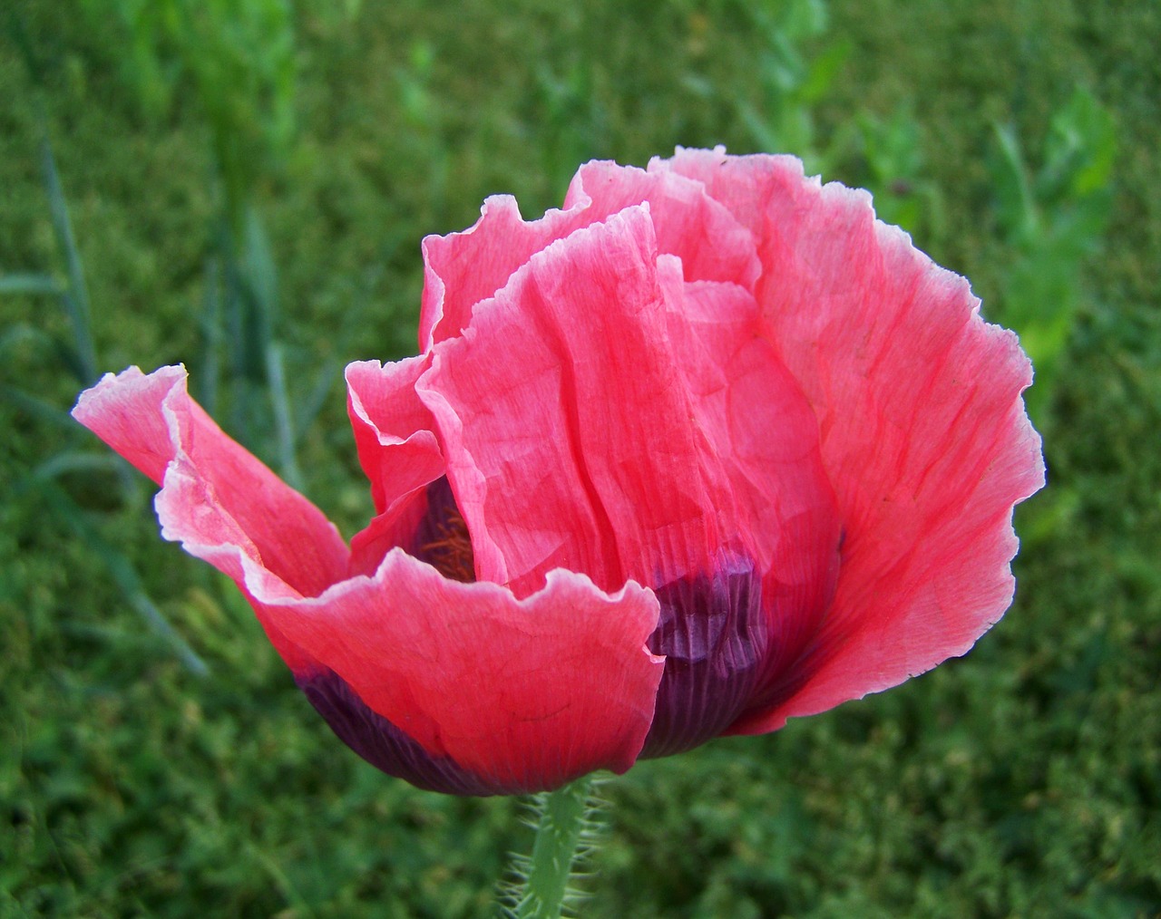 Image - pink poppy flower crop agriculture